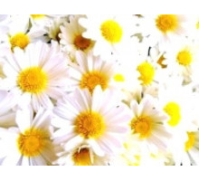 Chamomile hydrolate, 100 毫升 France BIO